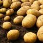 картофель продовольственный в Ульяновске и Ульяновской области