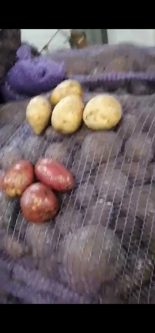 картофель в Ульяновске