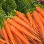 морковь оптом от 20 тонн в Ульяновске и Ульяновской области