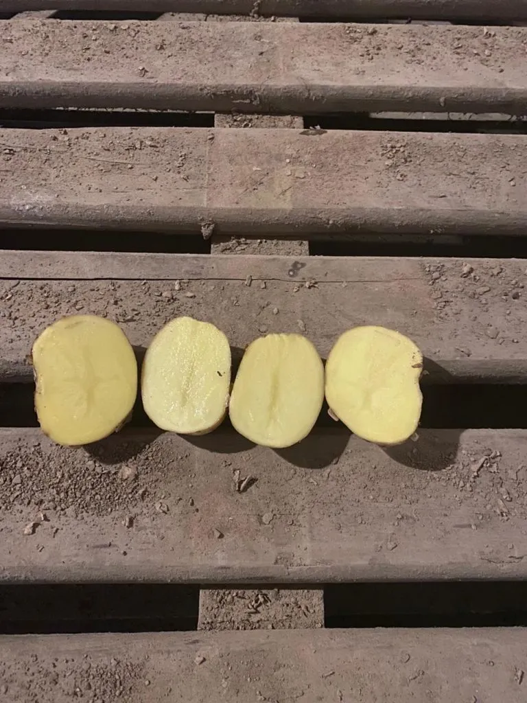 картофель оптом от Фермера.... в Ульяновске