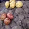 картофель в Ульяновске